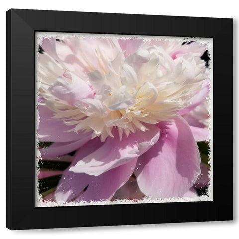Pink Petals Black Modern Wood Framed Art Print by Phillip, Jamie