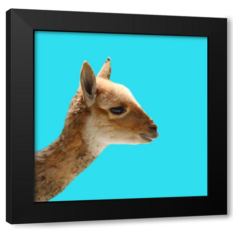 Llama Black Modern Wood Framed Art Print by Phillip, Jamie