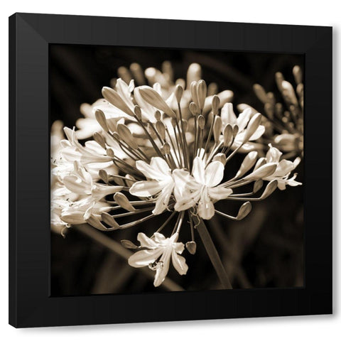 Copper Field Black Modern Wood Framed Art Print with Double Matting by Phillip, Jamie