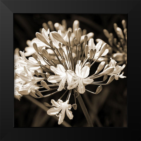 Copper Field Black Modern Wood Framed Art Print by Phillip, Jamie