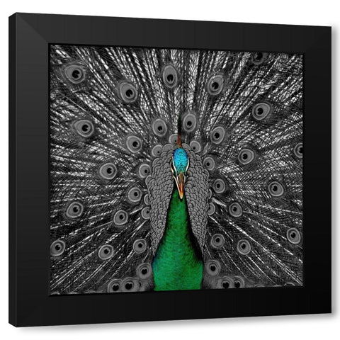 Peacock Black 2 Black Modern Wood Framed Art Print by Phillip, Jamie