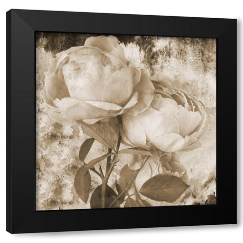 Old Rose Black Modern Wood Framed Art Print by Phillip, Jamie