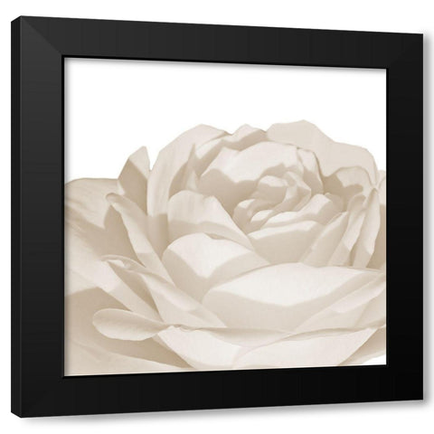 White Rose 1 Black Modern Wood Framed Art Print with Double Matting by Phillip, Jamie