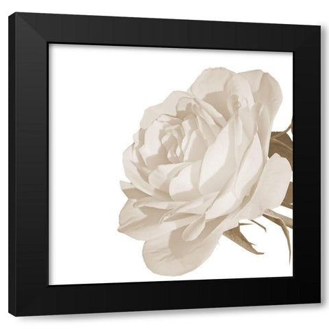 White Rose 2 Black Modern Wood Framed Art Print by Phillip, Jamie