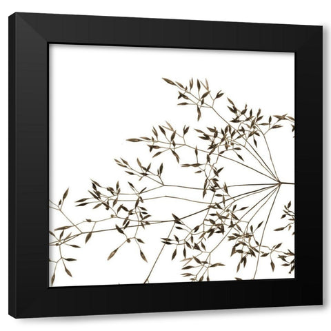 Rose Fillers Black Modern Wood Framed Art Print by Phillip, Jamie