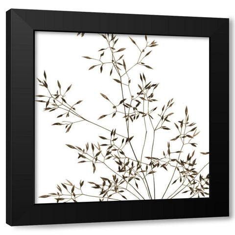 Rose Fillers 2 Black Modern Wood Framed Art Print by Phillip, Jamie