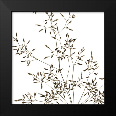 Rose Fillers 2 Black Modern Wood Framed Art Print by Phillip, Jamie
