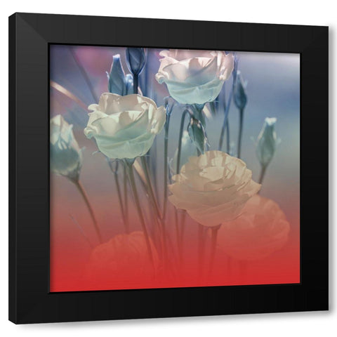 Xray Roses Black Modern Wood Framed Art Print by Phillip, Jamie
