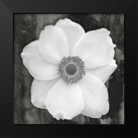 White Flower Black Modern Wood Framed Art Print by Phillip, Jamie