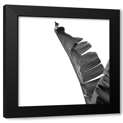 Banana Black Modern Wood Framed Art Print by Phillip, Jamie