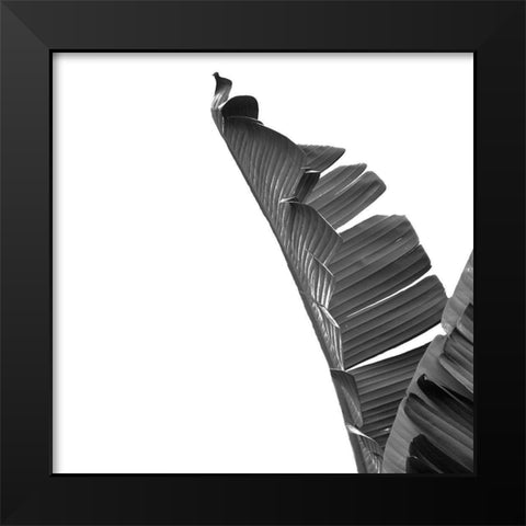 Banana Black Modern Wood Framed Art Print by Phillip, Jamie