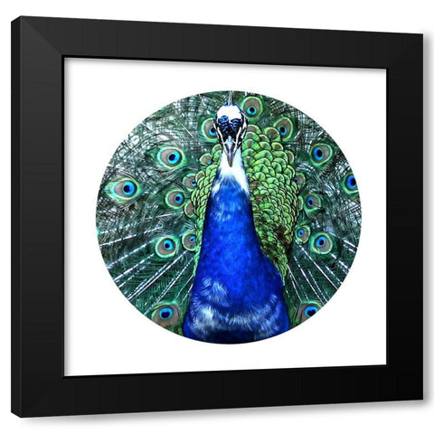 Round Peacock Black Modern Wood Framed Art Print with Double Matting by Phillip, Jamie