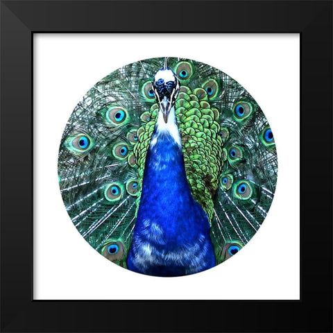 Round Peacock Black Modern Wood Framed Art Print by Phillip, Jamie