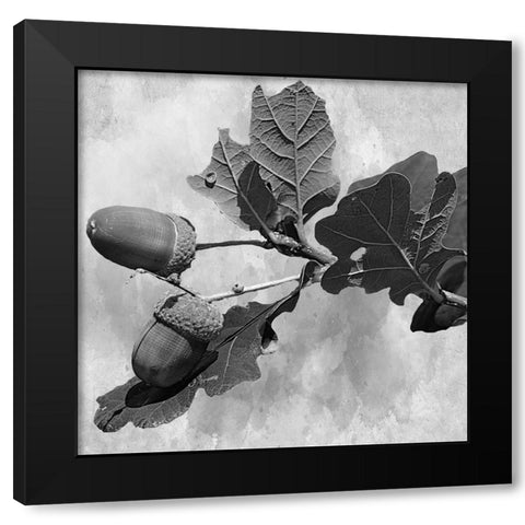 Botanical Trail Black Modern Wood Framed Art Print with Double Matting by Phillip, Jamie
