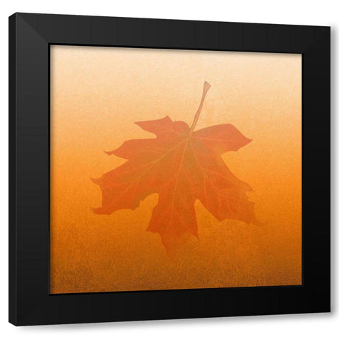 Seasons Black Modern Wood Framed Art Print with Double Matting by Phillip, Jamie