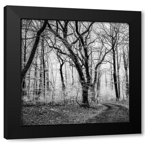 Forest 1 Black Modern Wood Framed Art Print by Phillip, Jamie