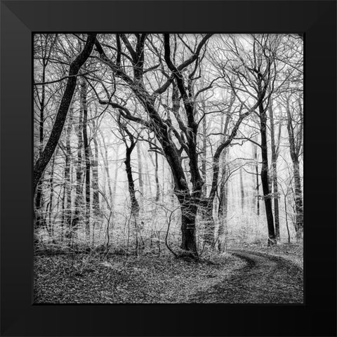 Forest 1 Black Modern Wood Framed Art Print by Phillip, Jamie