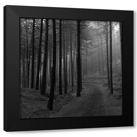 Forest 2 Black Modern Wood Framed Art Print by Phillip, Jamie