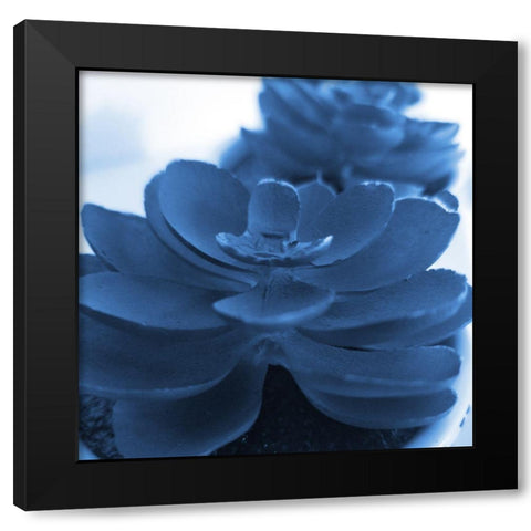 Succulent Photography 1 Black Modern Wood Framed Art Print with Double Matting by Phillip, Jamie