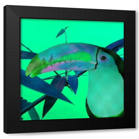 Toucan Glow Black Modern Wood Framed Art Print by Phillip, Jamie