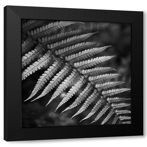 Night Fall Fern Black Modern Wood Framed Art Print by Phillip, Jamie
