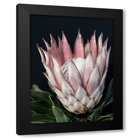 King of Flowers Black Modern Wood Framed Art Print with Double Matting by Urban Road