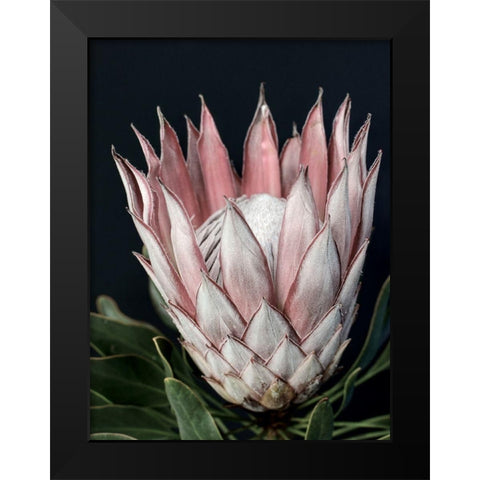 King of Flowers Black Modern Wood Framed Art Print by Urban Road