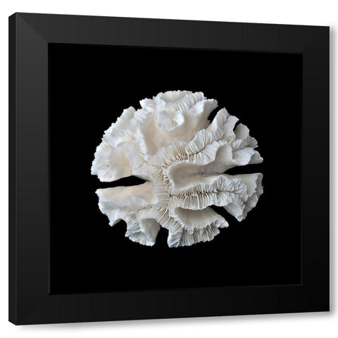 White Coral I  Black Modern Wood Framed Art Print with Double Matting by Urban Road