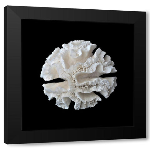 White Coral I  Black Modern Wood Framed Art Print by Urban Road