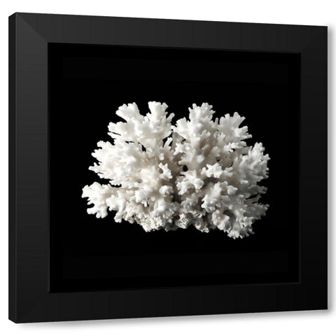 White Coral II  Black Modern Wood Framed Art Print with Double Matting by Urban Road