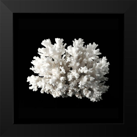 White Coral II  Black Modern Wood Framed Art Print by Urban Road