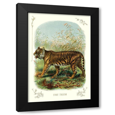The Tiger, 1900 Black Modern Wood Framed Art Print with Double Matting by Unknown