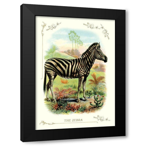 The Zebra, 1900 Black Modern Wood Framed Art Print by Unknown