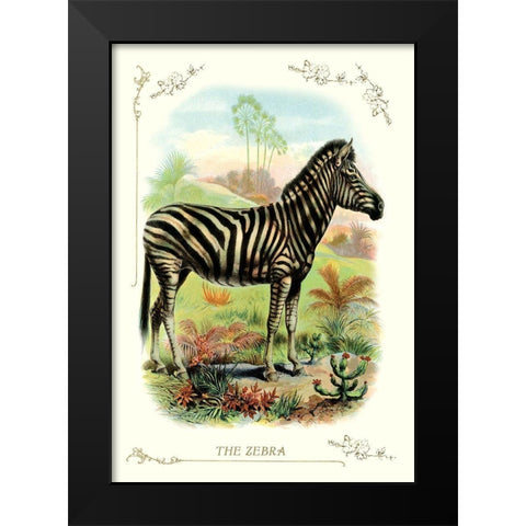 The Zebra, 1900 Black Modern Wood Framed Art Print by Unknown