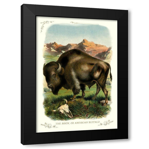 The Bison, or American Buffalo, 1900 Black Modern Wood Framed Art Print with Double Matting by Unknown