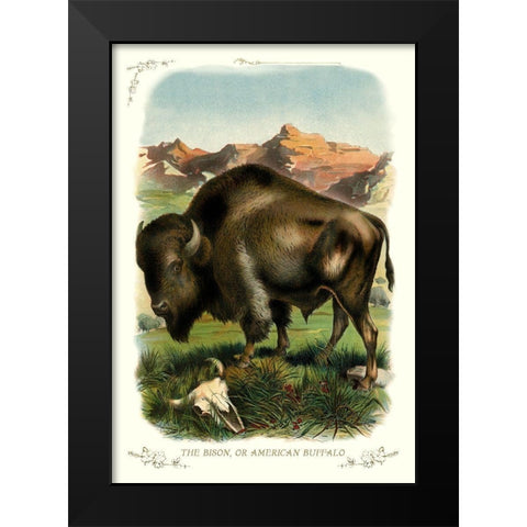 The Bison, or American Buffalo, 1900 Black Modern Wood Framed Art Print by Unknown