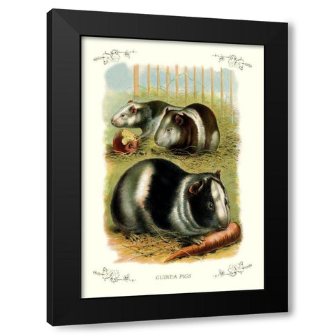 Guinea Pigs, 1900 Black Modern Wood Framed Art Print by Unknown