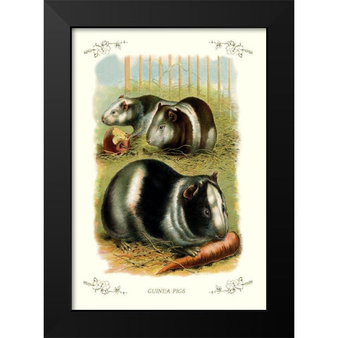 Guinea Pigs, 1900 Black Modern Wood Framed Art Print by Unknown