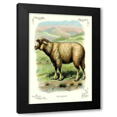The Sheep, 1900 Black Modern Wood Framed Art Print by Unknown