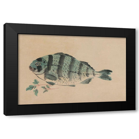 Striped Bass Black Modern Wood Framed Art Print by Unknown