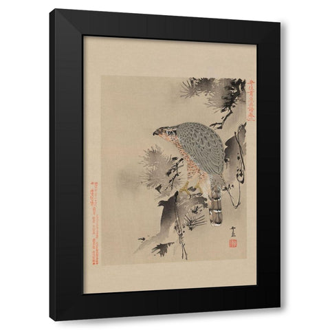Hawk Black Modern Wood Framed Art Print with Double Matting by Unknown