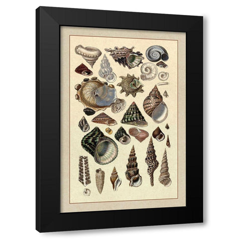 Shells: Trachelipoda #3 Black Modern Wood Framed Art Print by Sowerby, G.B.