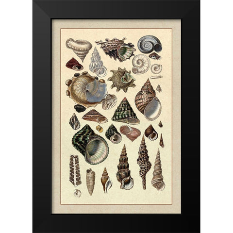 Shells: Trachelipoda #3 Black Modern Wood Framed Art Print by Sowerby, G.B.
