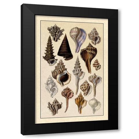 Shells: Trachelipoda #4 Black Modern Wood Framed Art Print by Sowerby, G.B.