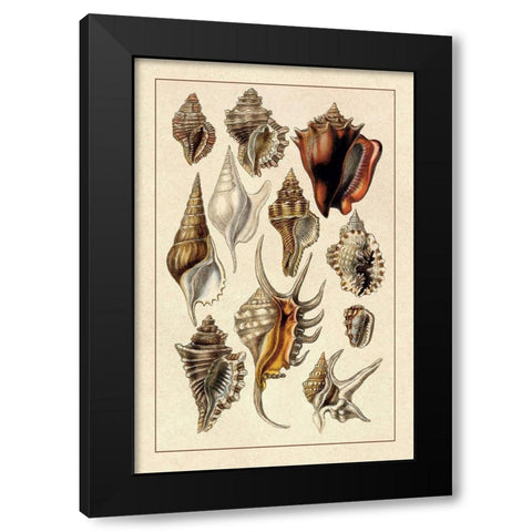 Shells: Trachelipoda #5 Black Modern Wood Framed Art Print by Sowerby, G.B.