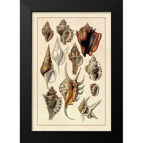 Shells: Trachelipoda #5 Black Modern Wood Framed Art Print by Sowerby, G.B.