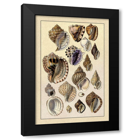 Shells: Purpurifera Black Modern Wood Framed Art Print by Sowerby, G.B.