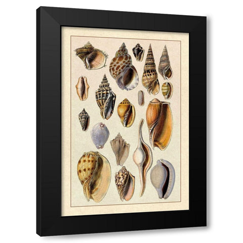 Shells: Trachelipoda #6 Black Modern Wood Framed Art Print by Sowerby, G.B.