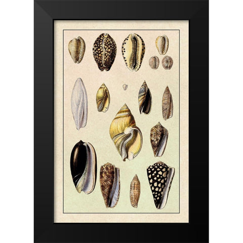 Shells: Convoltae and Orthocerata Black Modern Wood Framed Art Print by Sowerby, G.B.