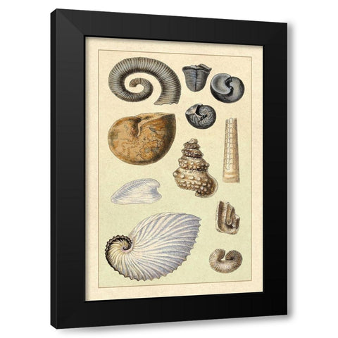 Shells: Ammonacea Black Modern Wood Framed Art Print with Double Matting by Sowerby, G.B.